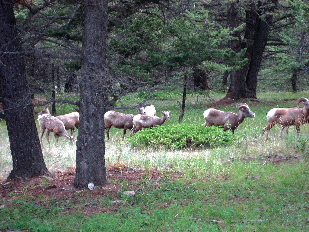 bighorn sheep (Banff) \n (Click for next picture)