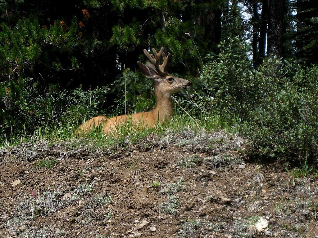 mule deer \n (Click for next picture)