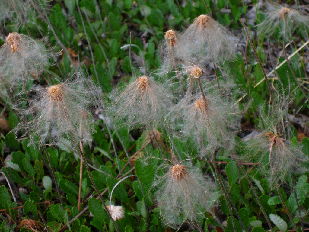 fuzzy things \n (Click for next picture)