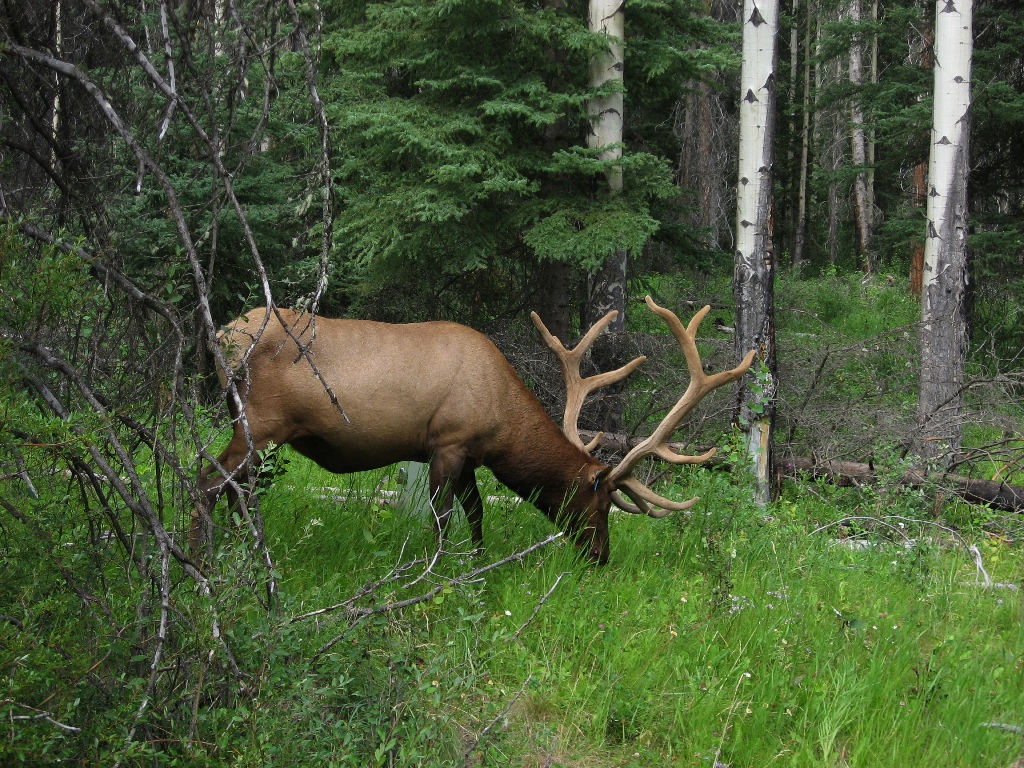 Monday's elk \n (Click for next picture)