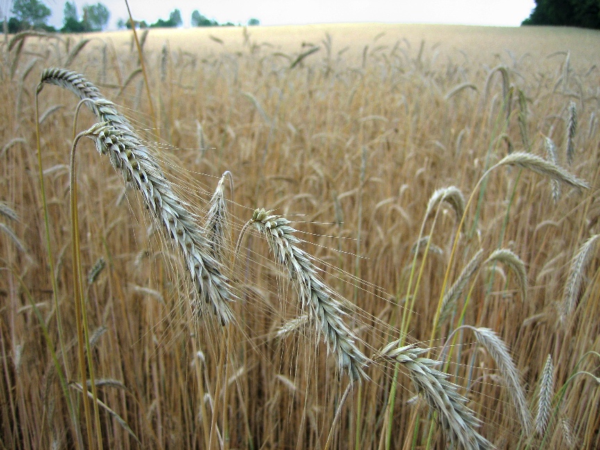 Photogenic wheat field \n (Click for next picture)