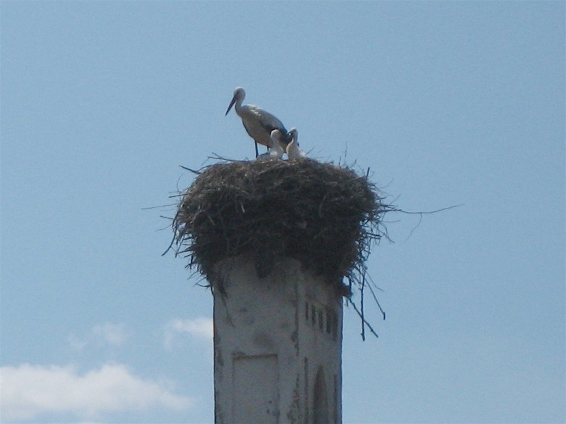 Stork with babies \n (Click for next picture)