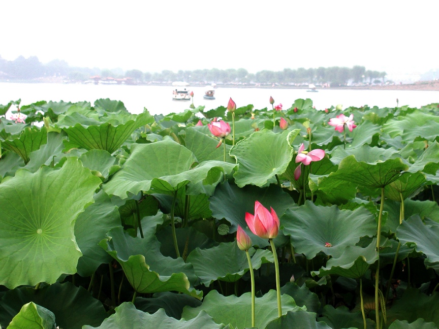 Lotus, West Lake, Hangzhou \n (Click for next picture)